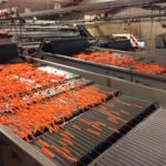 SKALS GRADING CARROTS